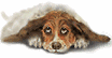 Bassetanimated.gif (5448 bytes)